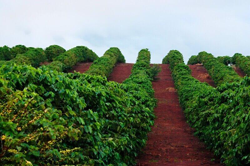 Chăm Vườn Trọn Gói Bao Sản Lượng