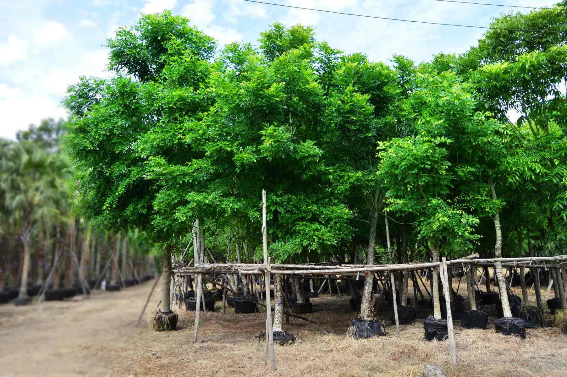 Cung Cấp Cây Xanh Công Trình