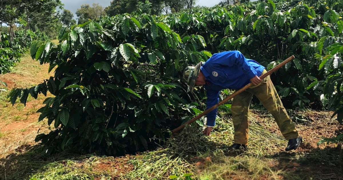 Kỹ Thuật Chăm Sóc Vườn Cà Phê Chuẩn Chuyên Gia