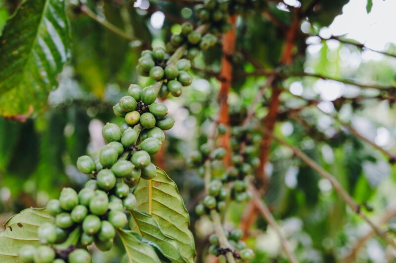Cây Giống Cà Phê Robusta