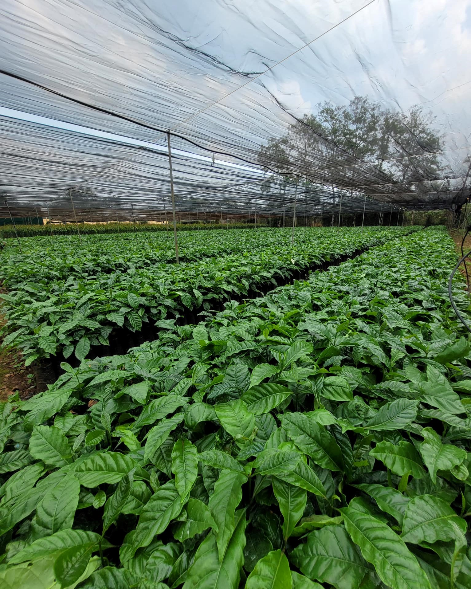 Cây Giống Cà Phê Robusta 2