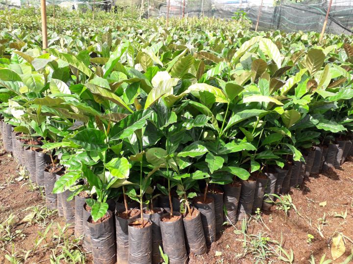 Cây Giống Cà Phê Robusta 3