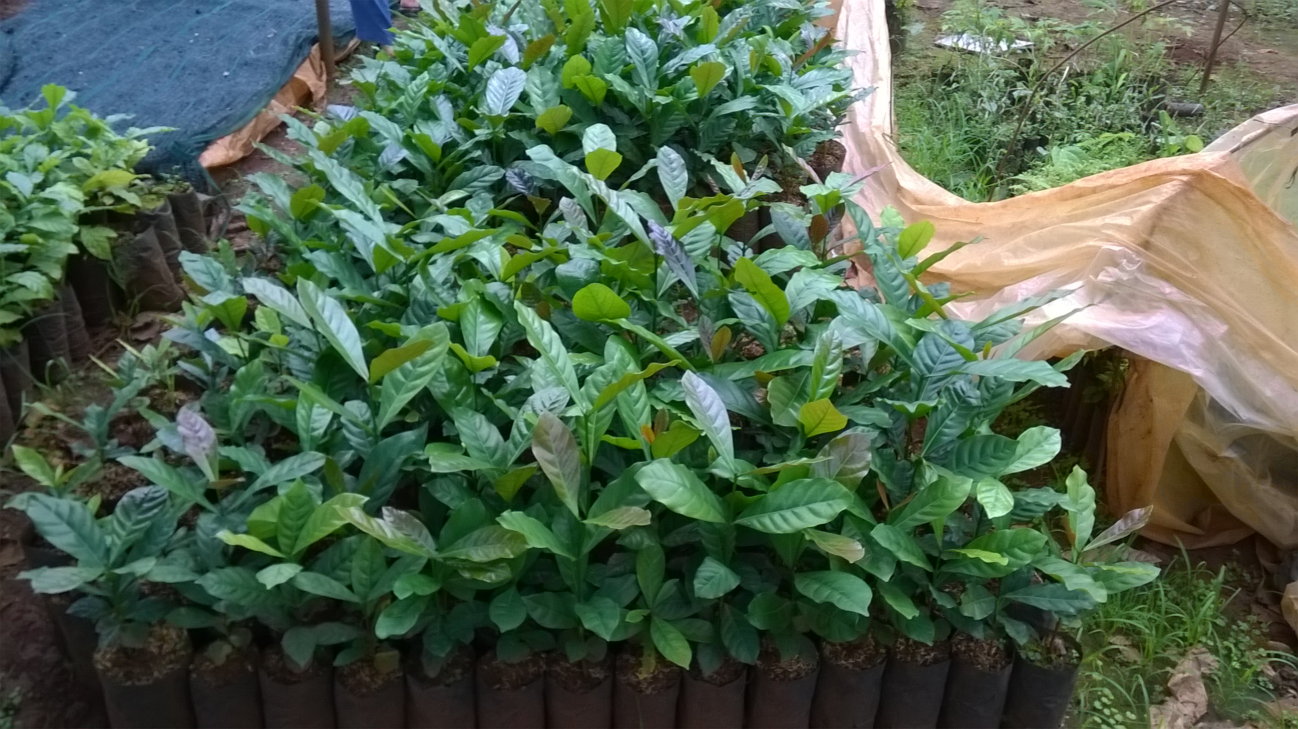 Cây giống cà phê Arabica