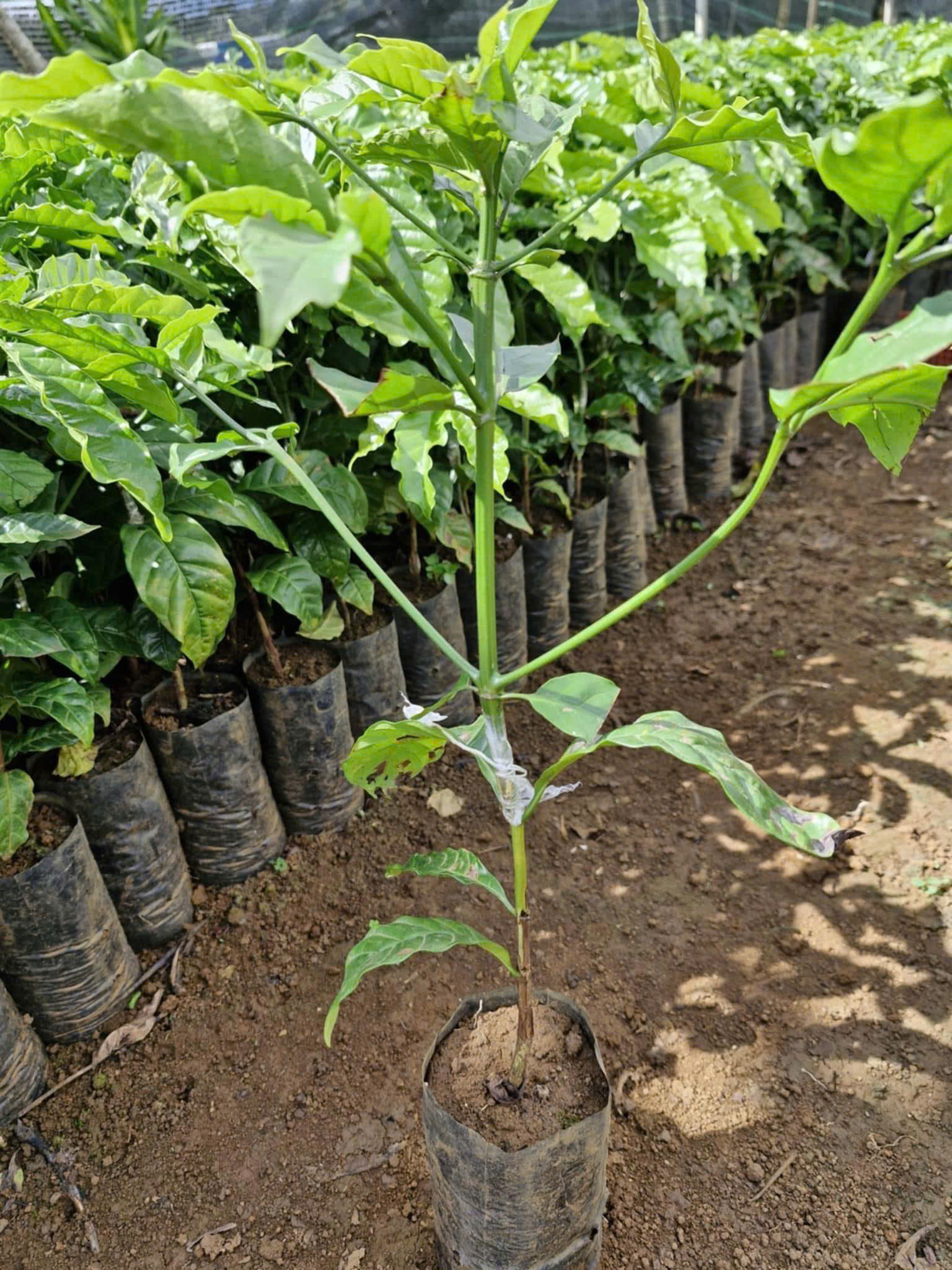 Cây giống cà phê Arabica 2