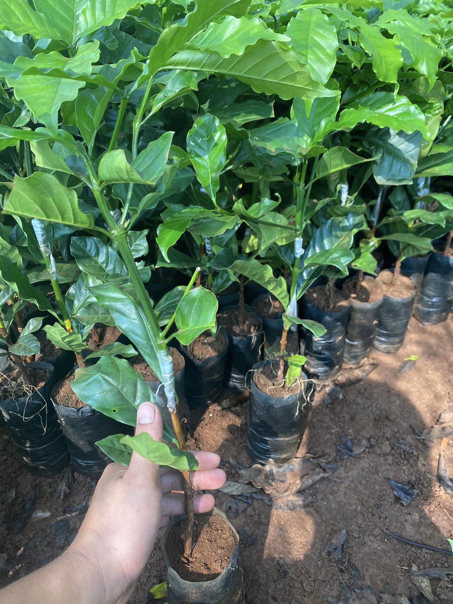 Cây giống cà phê Arabica 3