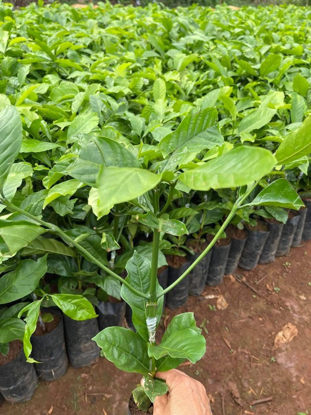 Cây giống cà phê Arabica 4