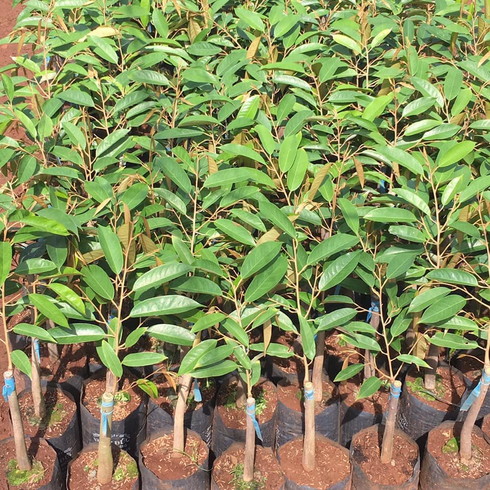Cây Giống Sầu Riêng Dona