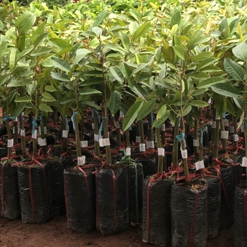 Cây Giống Sầu Riêng Dona 2