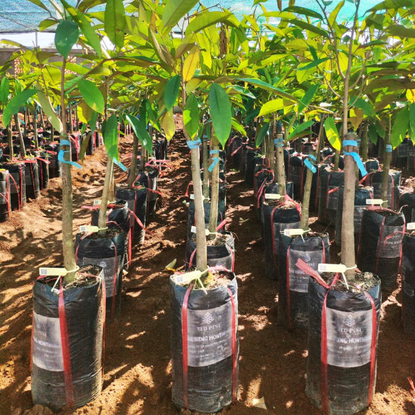 Cây Giống Sầu Riêng Dona 3