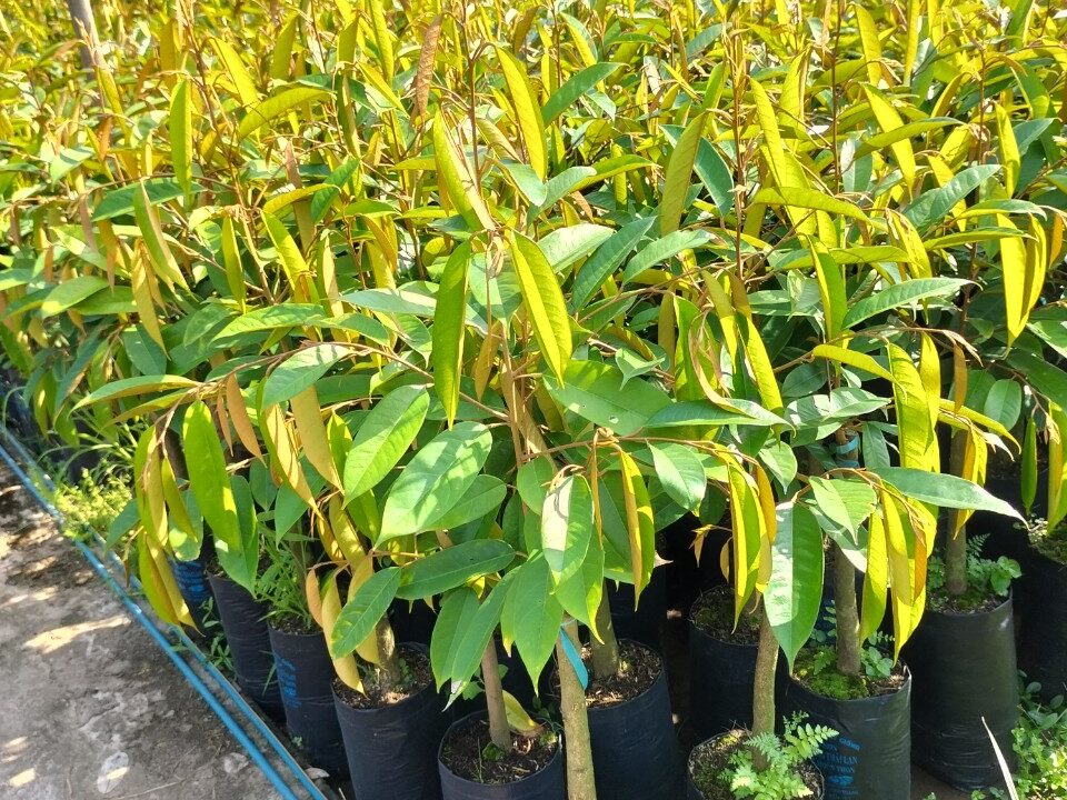 Cây Giống Sầu Riêng Dona 4