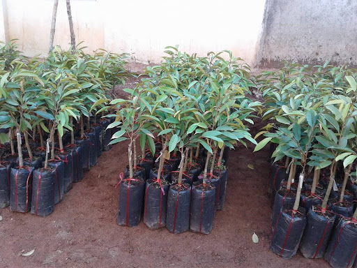 Cây giống sầu riêng Ri6 2