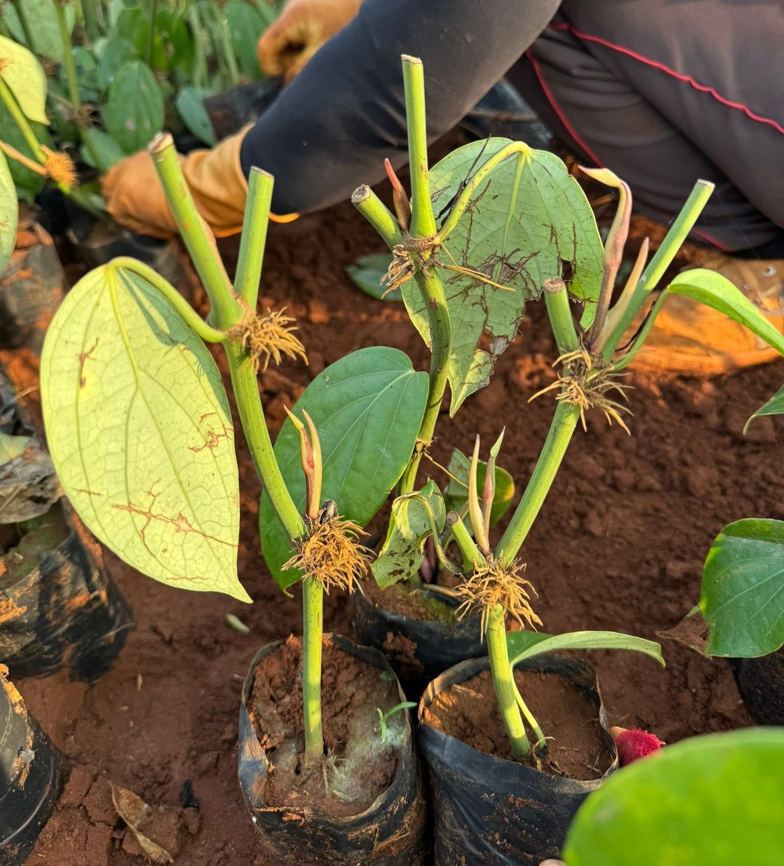 Cây giống tiêu Vĩnh Linh