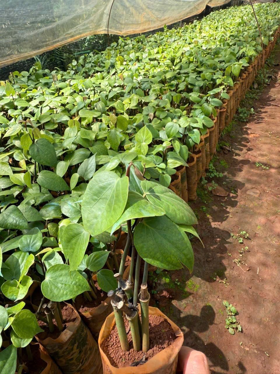 Cây giống tiêu Vĩnh Linh 4