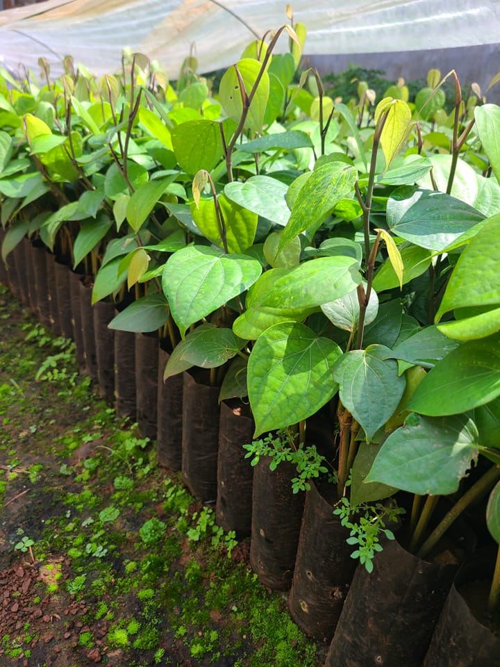 Cây Giống Tiêu Sri Lanka 2