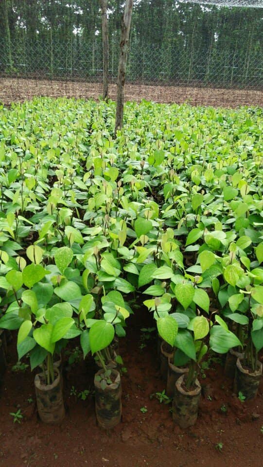 Cây Giống Tiêu Sri Lanka 3