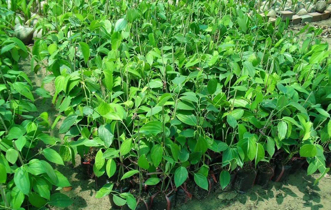 Cây Giống Tiêu Sri Lanka 4