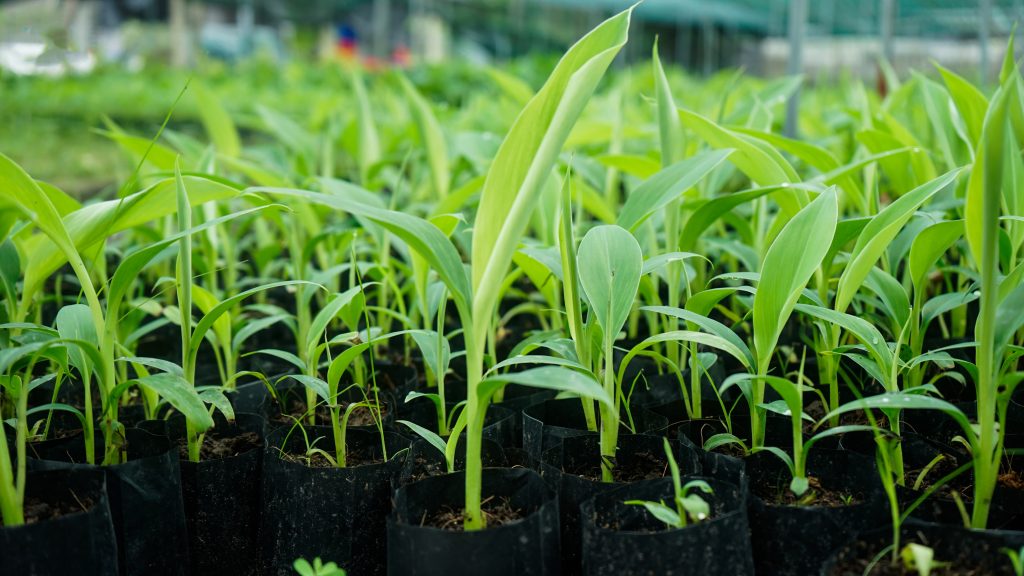 Cây giống chuối già Nam Mỹ