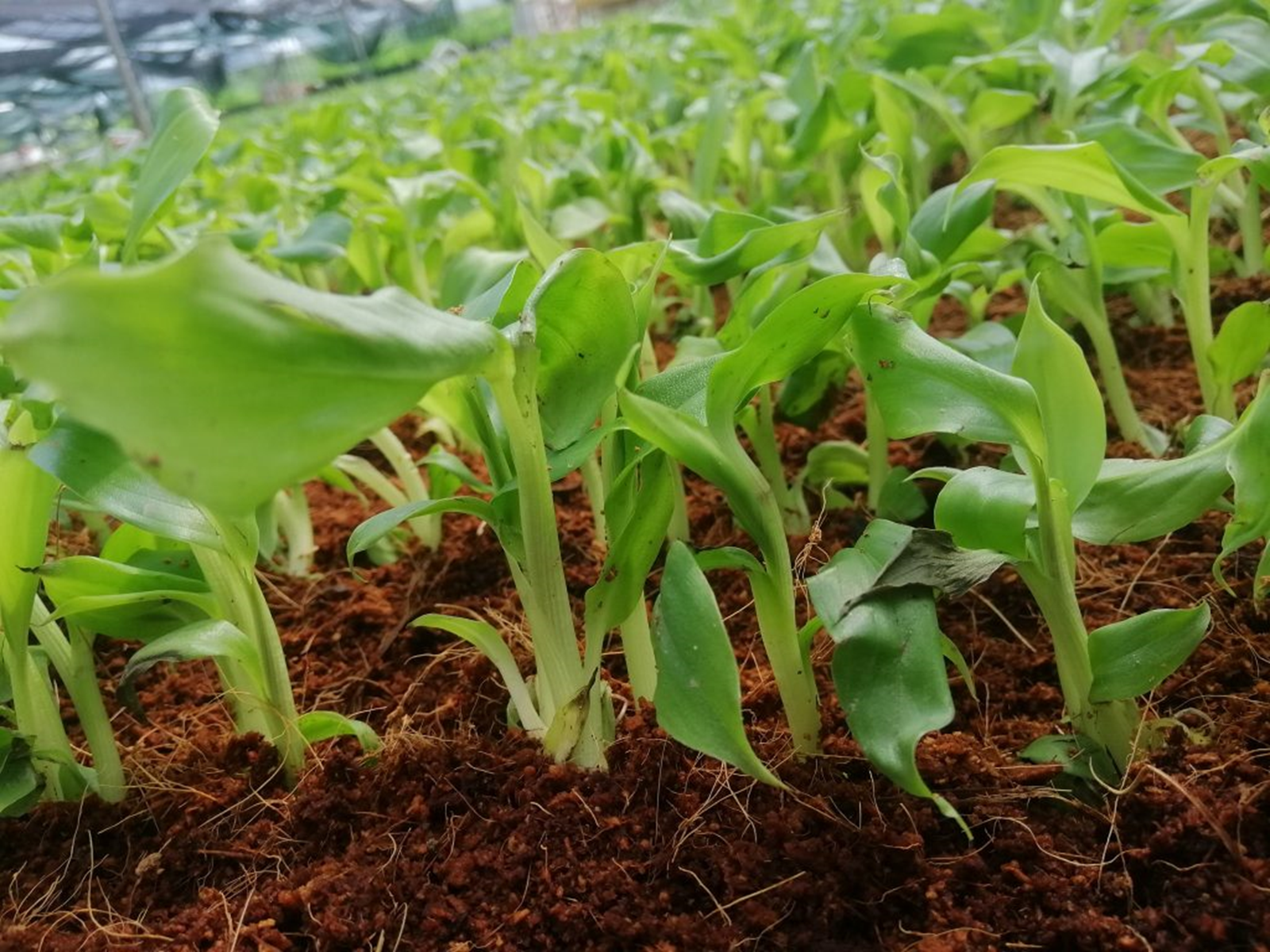 Cây giống chuối già Nam Mỹ 3