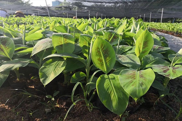 Cây giống chuối già Nam Mỹ 4