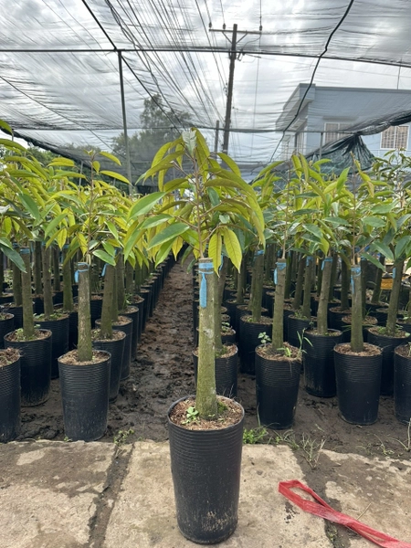 Mua Cây Giống Sầu Riêng Ở Đâu