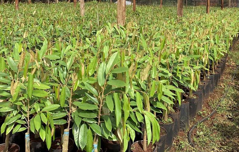 Mua cây giống sầu riêng ở đâu