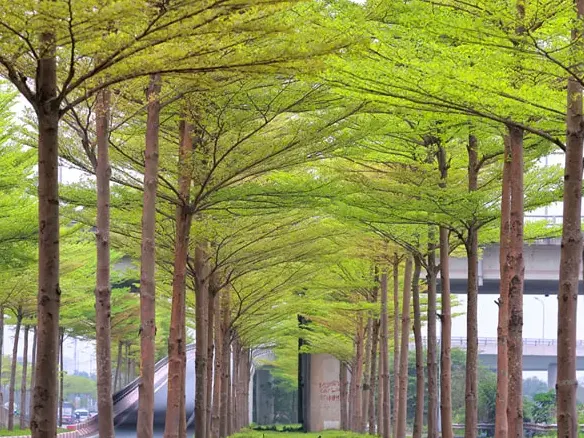 Cây công trình Lâm Đồng giá tốt