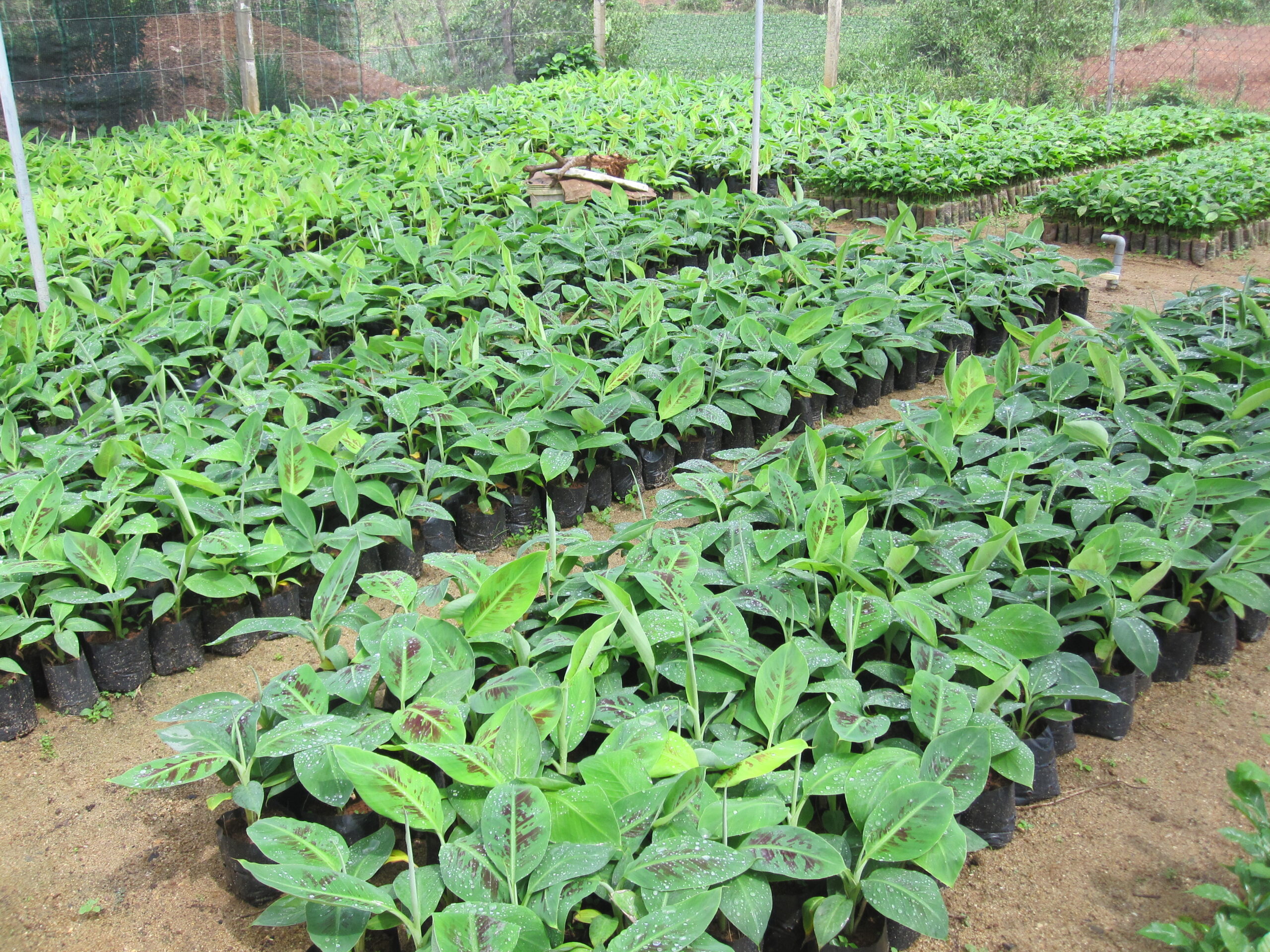 Cây Giống Chuối Laba