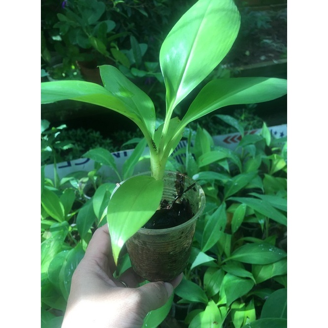 Cây Giống Chuối Laba 2