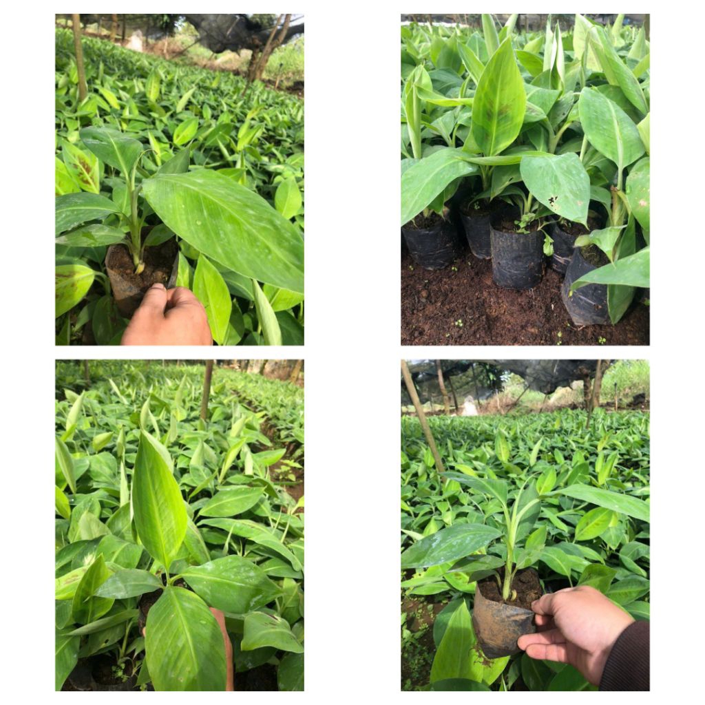 Cây Giống Chuối Laba 3