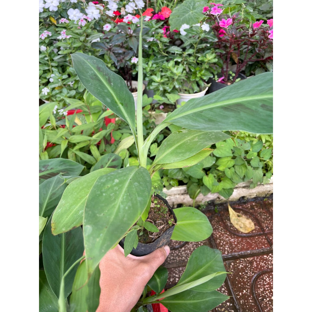 Cây Giống Chuối Laba 4