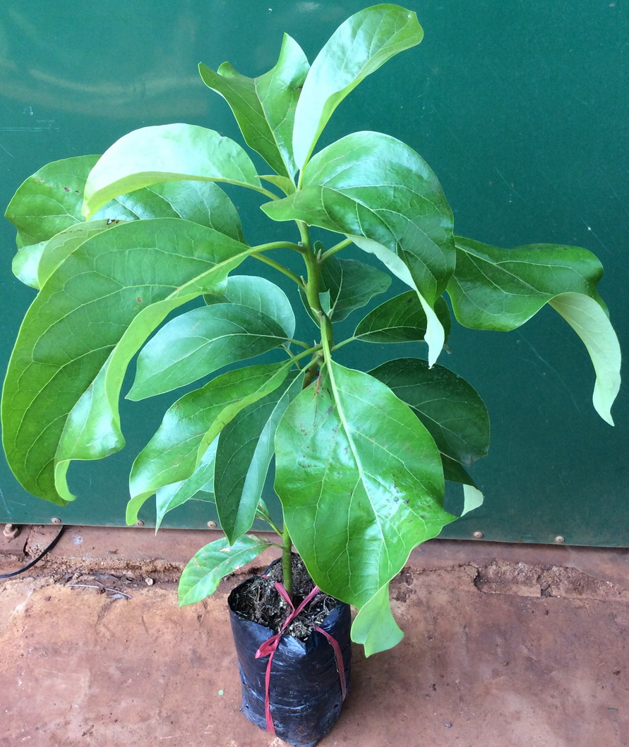 Cây giống bơ Booth