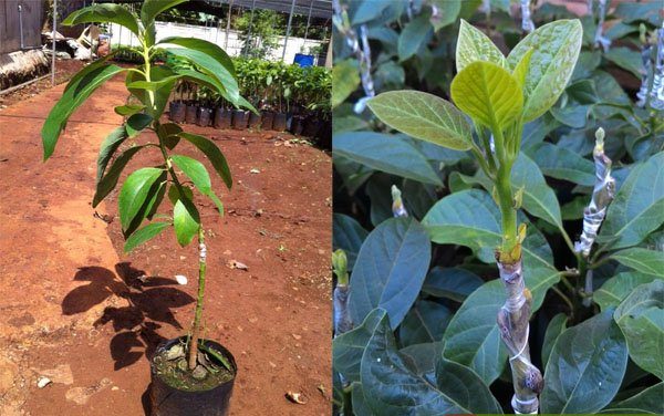 Cây giống bơ Booth 3