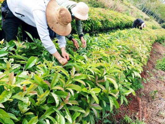 Cây giống bơ Booth 4