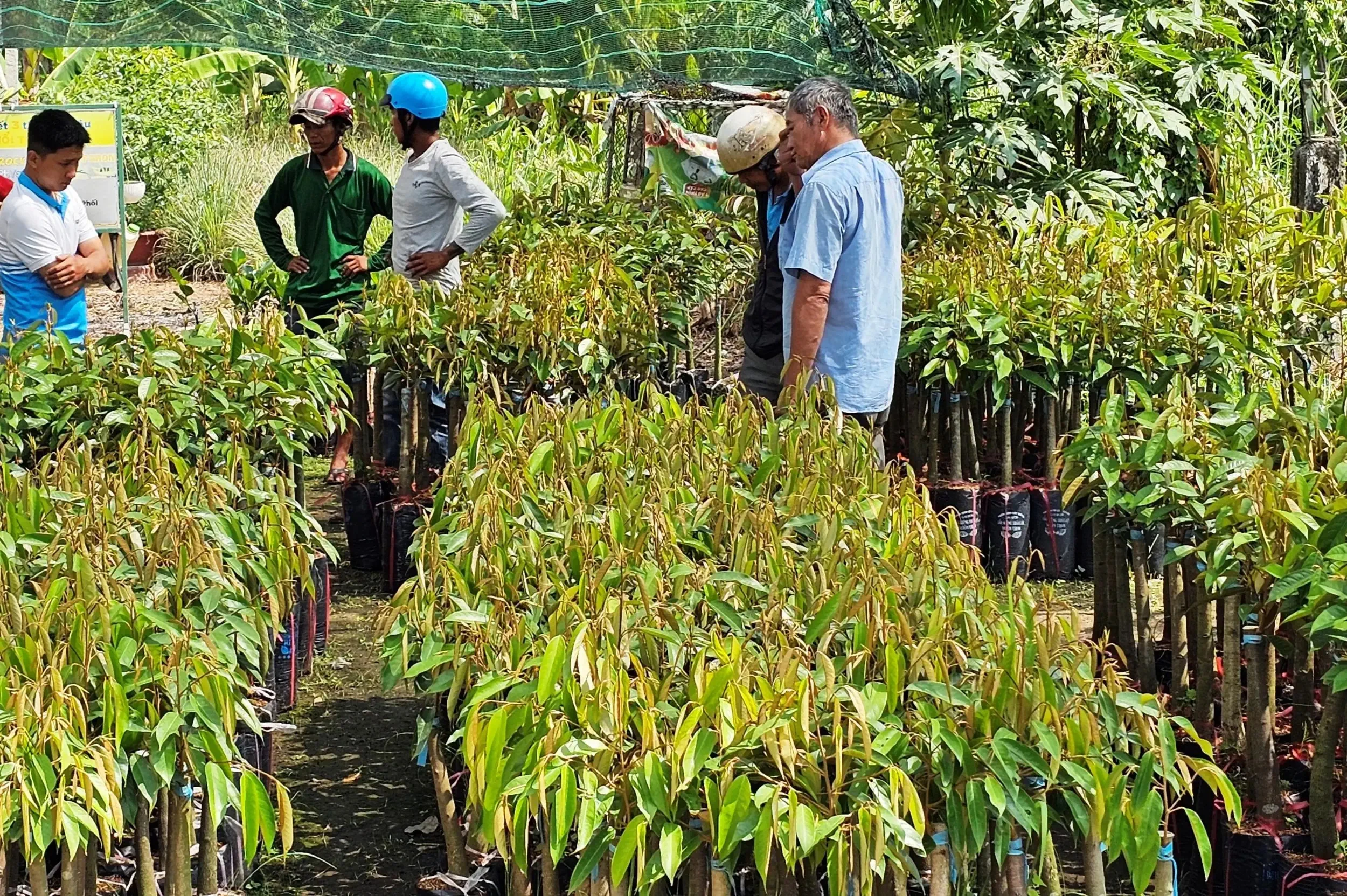 Cây giống cây ăn trái các loại