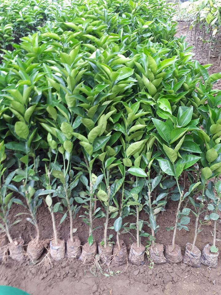 Cây giống cây ăn trái các loại 2