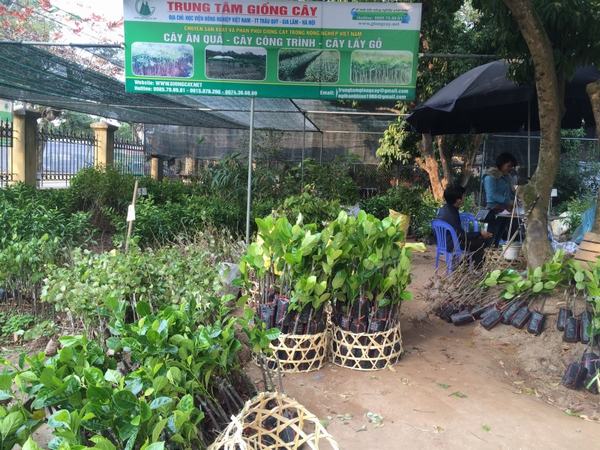 Cây giống cây ăn trái các loại 3