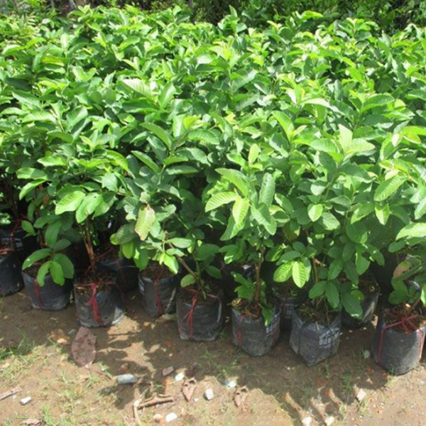 Cây giống cây ăn trái các loại 4