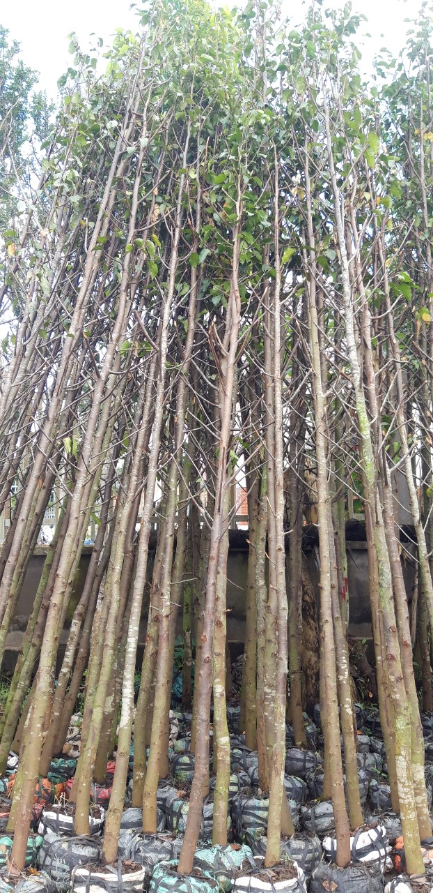 Cây Sao Đen Công Trình 2