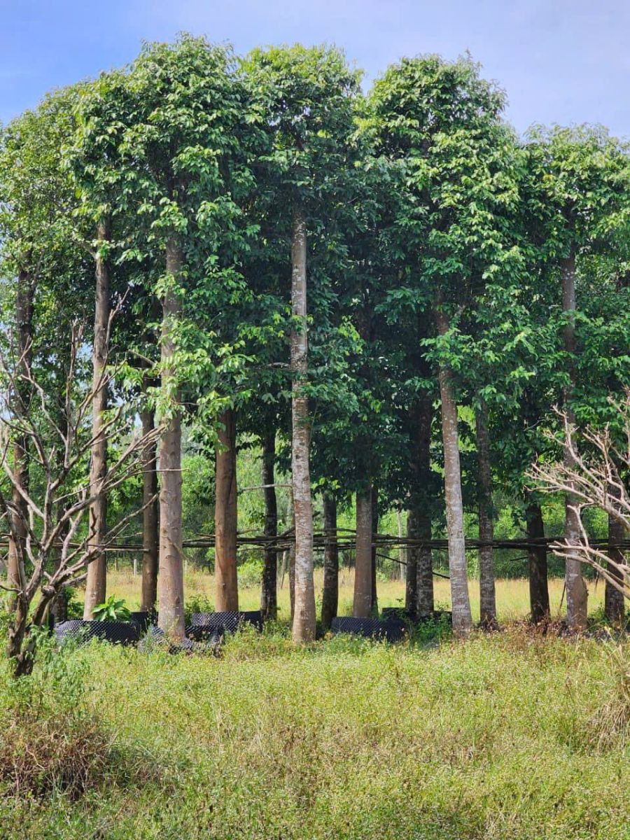 Cây Sao Đen Công Trình 3