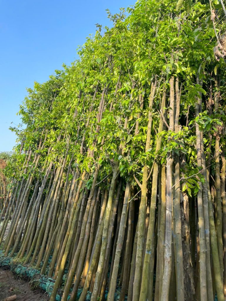 Cây Sao Đen Công Trình 4