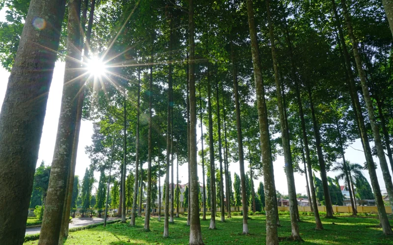 Cây Dầu Rái Công Trình