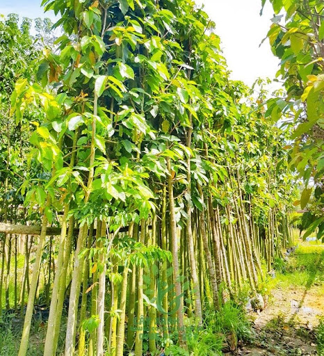 Cây Dầu Rái Công Trình 2