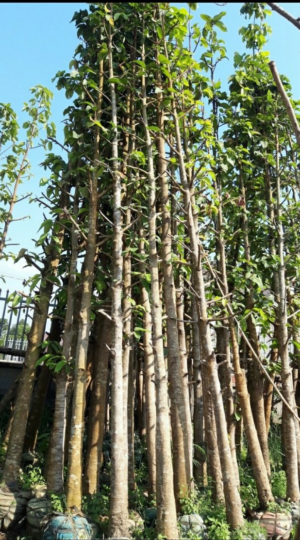 Cây Dầu Rái Công Trình 3