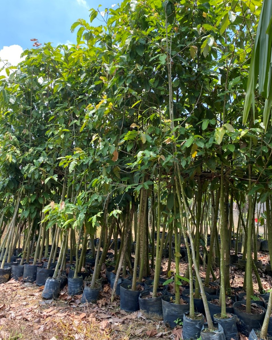 Cây Dầu Rái Công Trình 4