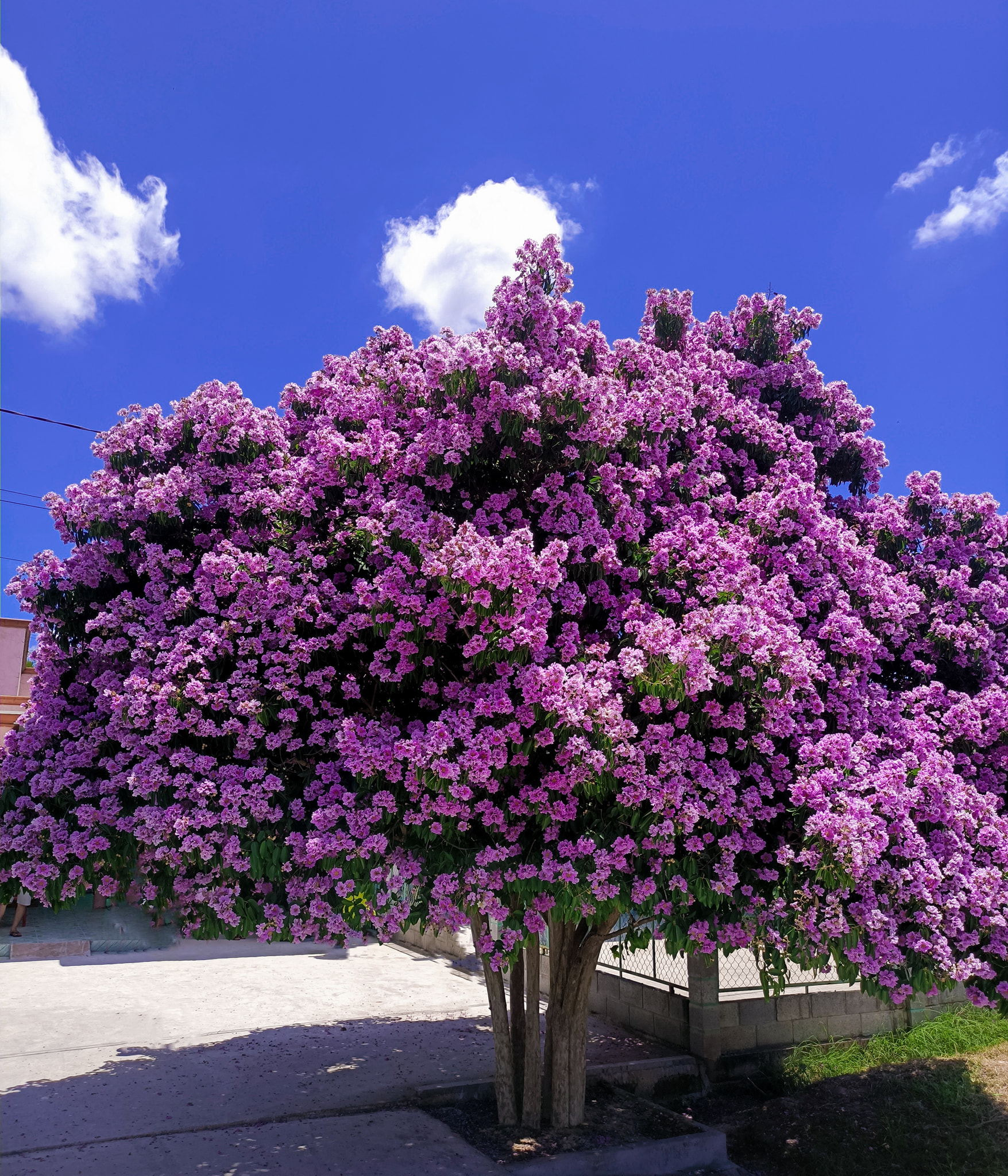 Cây Bằng Lăng Tím