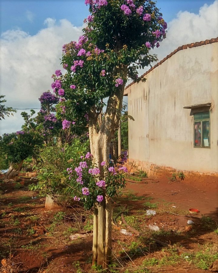 Cây Bằng Lăng Tím 2