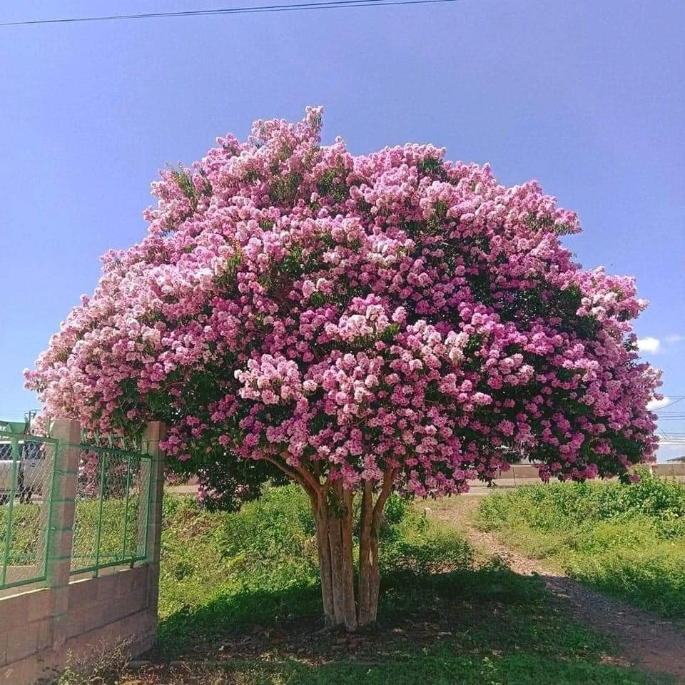 Cây Bằng Lăng Tím 3