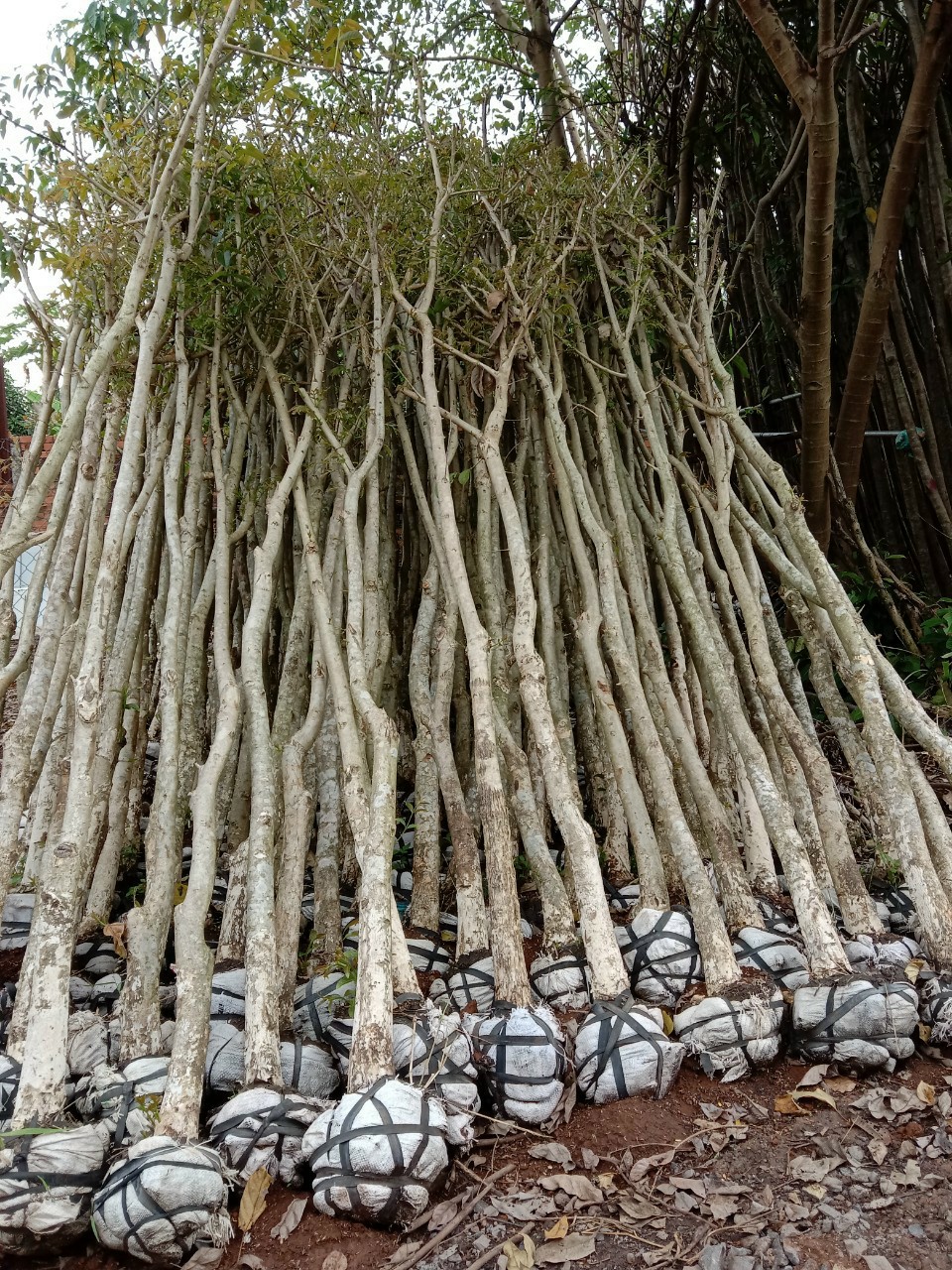 Cây Bằng Lăng Tím 4