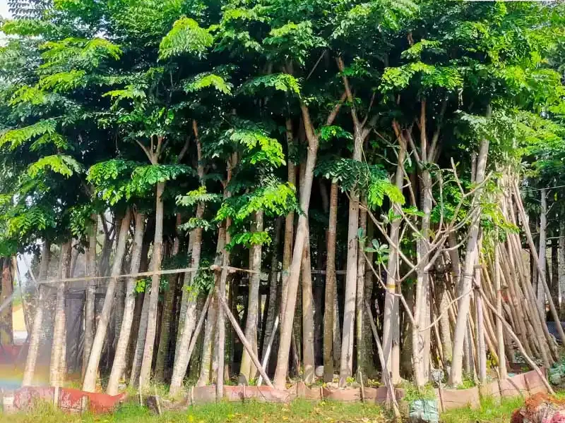 Cây Giáng Hương 3