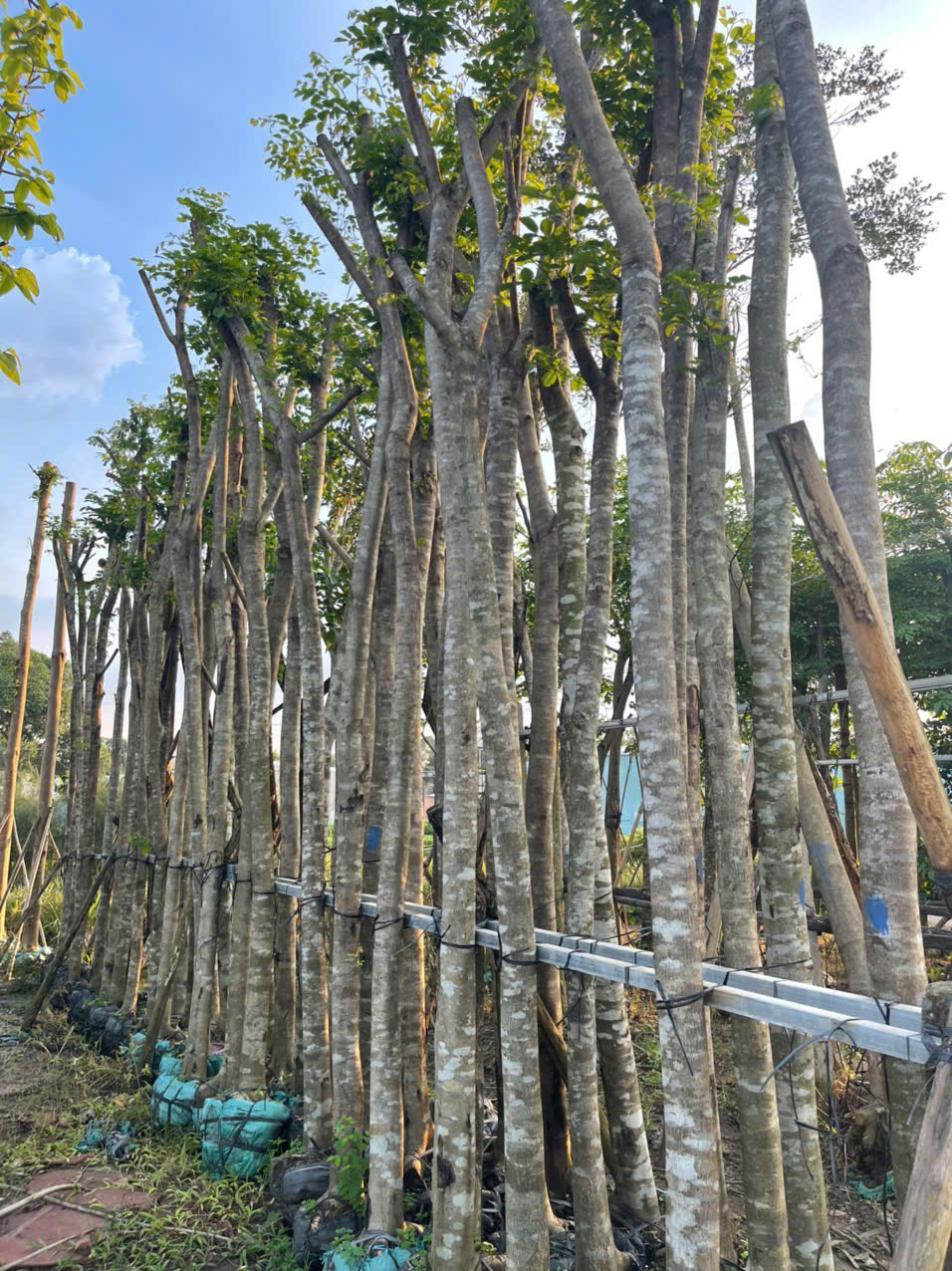 Cây Giáng Hương 4